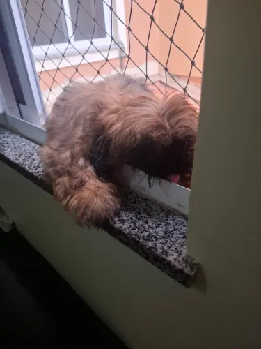 Vendo cachorro  da raça  chitus  3 meses