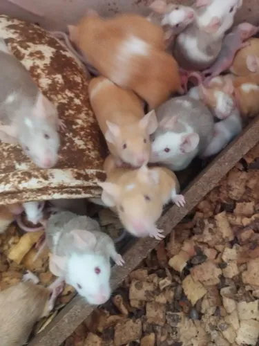 Camundongos para pet e alimento - super saudáveis
