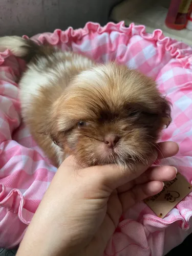 Shih Tzu Fêminhas, Sem Juros Nos Cartões!!!