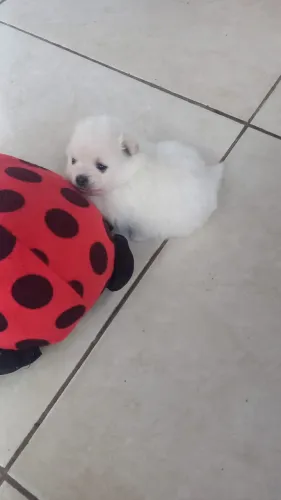 Lulu-da-pomerânia