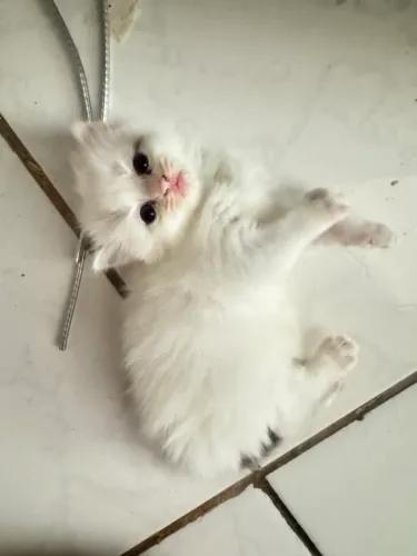 Gatinhos persas
