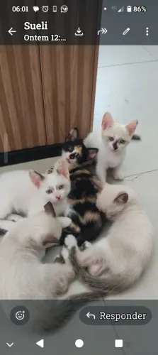 gatinhos doação responsável