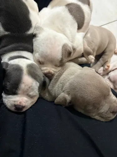 American Bully