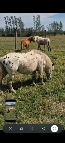 Mini ponei