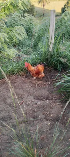 Galinha e frango caipira 