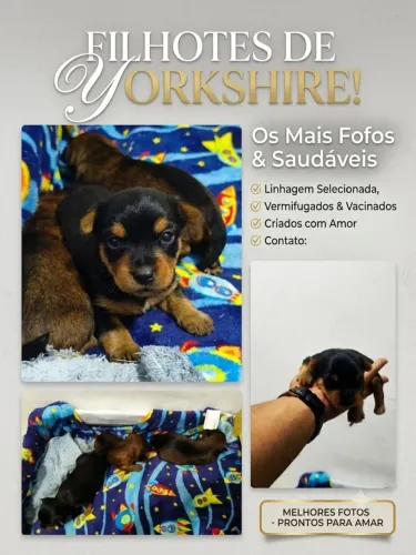 Lindos filhotes de yokshiaire terrer