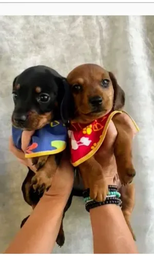 Basset mini lindos machos parc/10x sem taxa no cartão entrego hoje chama no zap