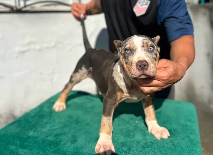 FILHOTE PITBULL MONSTER