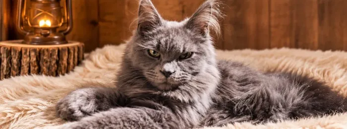 Maine Coon gato Gigante