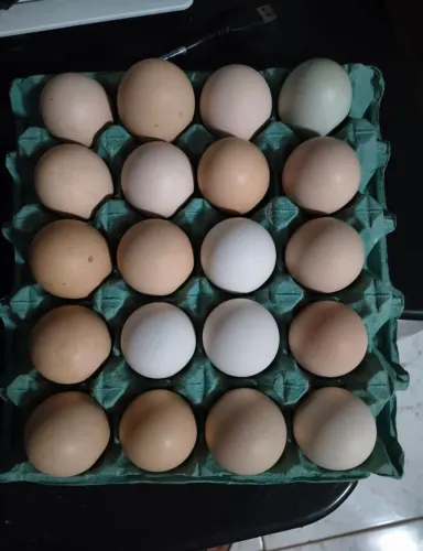 Ovos galados balão sertanejo GSB com galinha caipira melhorada 12 unidades 