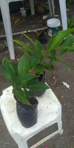 alpinia purpurata