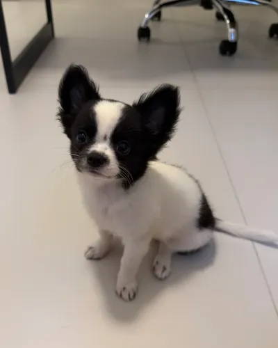 Filhote Chihuahua
