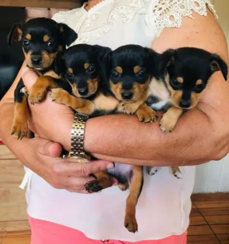 lindos e pequenos
