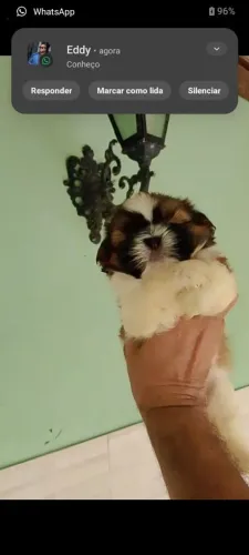 Shih tzu Fêmea valor 1300$$$