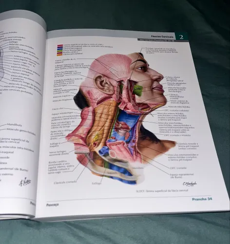 Livro Netter Atlas de Anatomia Humana - Abordagem Topográfica Clássica