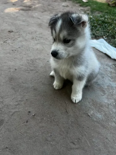 husky siberiano filhote
