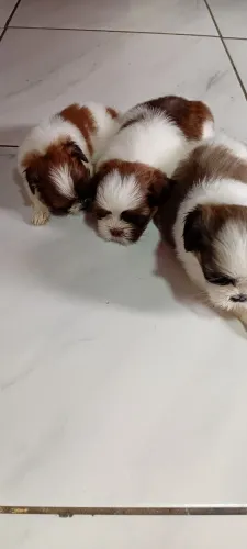 Vende cachorro shih tzu