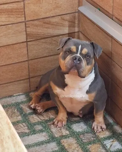 Doação responsável de cão American Bully 