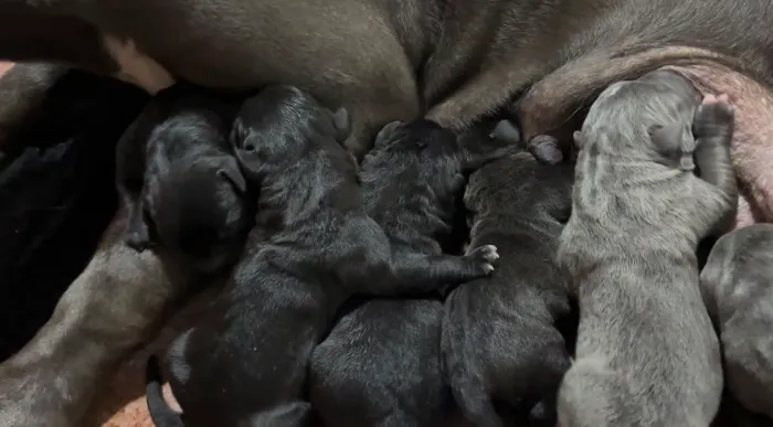 CANIL SILVA VENDE FILHOTES CANE CORSO - IMPERDIVEL!!!