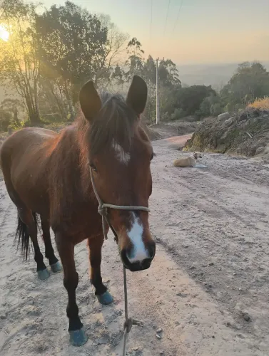 Venda de cavalo