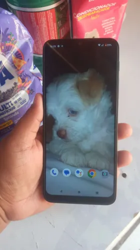 Celular