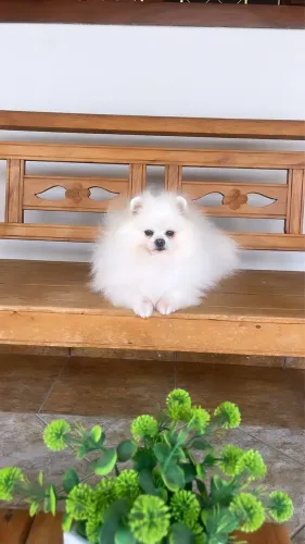 Spitz alemão
