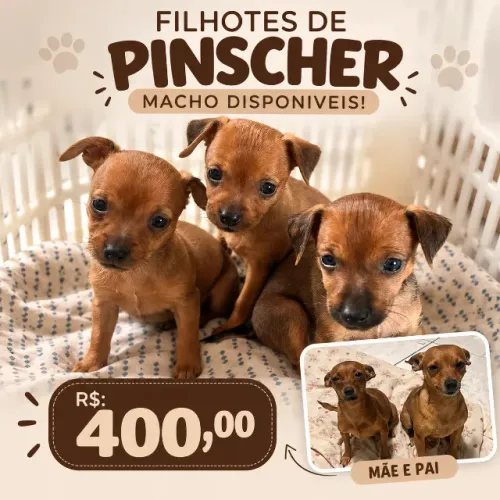 PINSCHER EM SERRA TALHADA