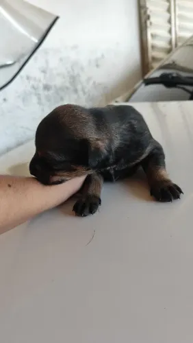 Adoção de cachorro 