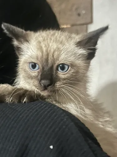 Filhote gato siamês