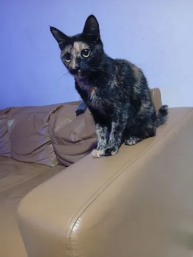  doa-se uma gata fêmea 