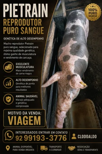 Pietrain Reprodutor Puro Sangue à Venda - Excelente Genética
