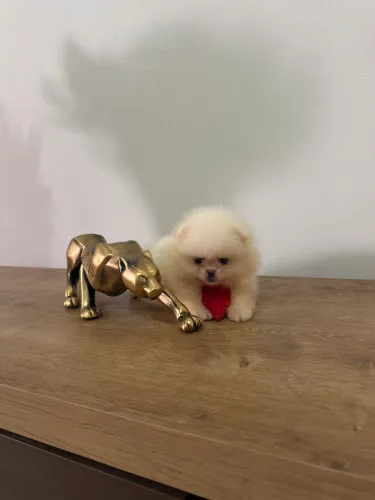Spitz alemão macho e fêmea 