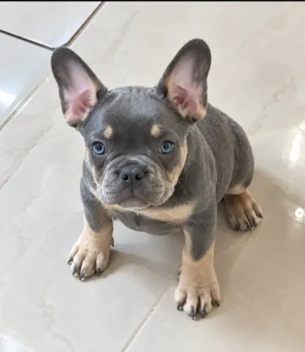 Bulldog francês