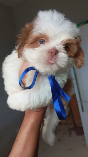 Shih tzu minis legitimos