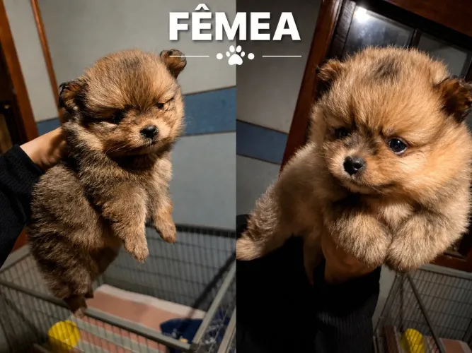 Lulu da pomerania