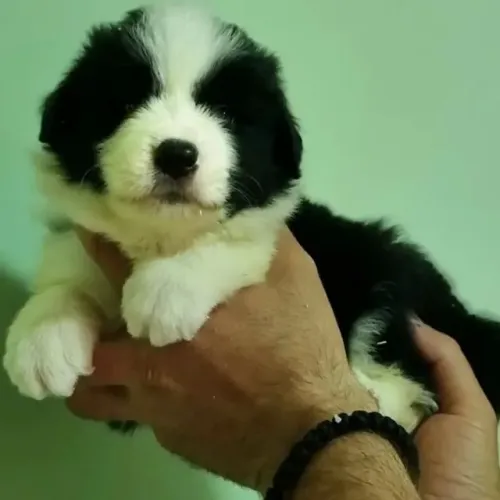 Filhotes de Border Collie | Seu novo amigo está esperando carinho.