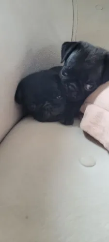 Pug