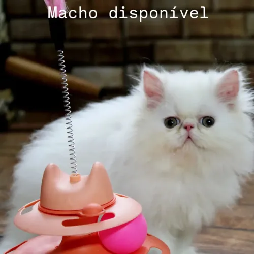 Gato Persa macho