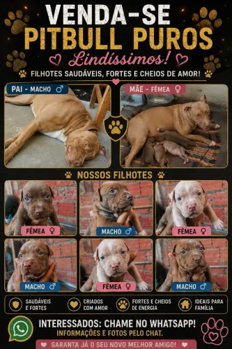 Pitbull puros lindos