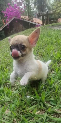 Chihuahua Pelo Curto com Procedência e Garantia