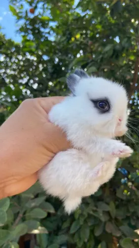 Coelho Netherland Dwarf - Show Quality