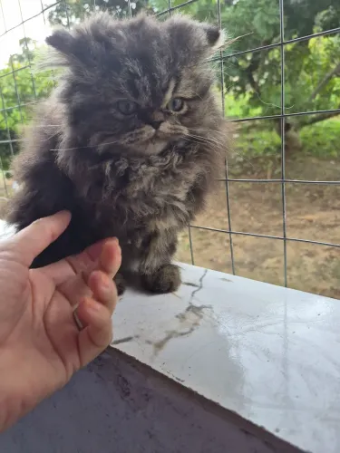 Filhote gato persa disponível 