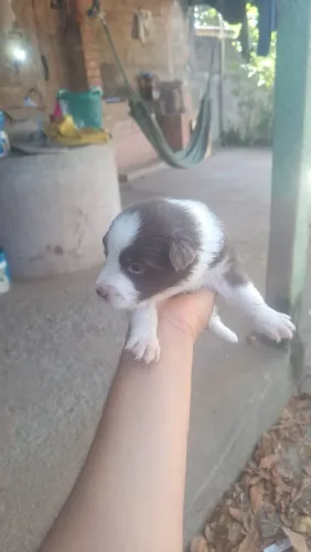 Filhote de border collie