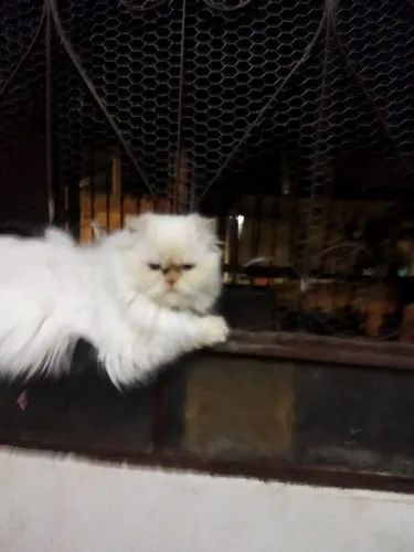 Vende se gata persa himalaio femea no cio 