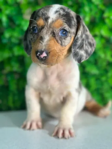 dachshund olhos azuis