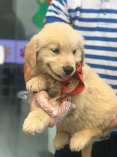 Golden Retriever com Garantia de Saúde + V10 Importada | Loja Física
