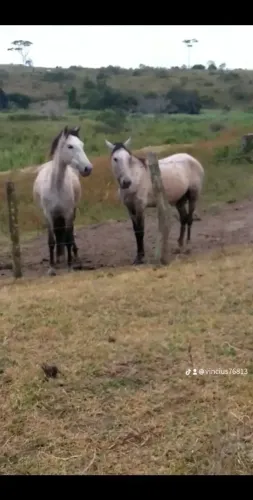 Vendo égua prenha marcha batida 