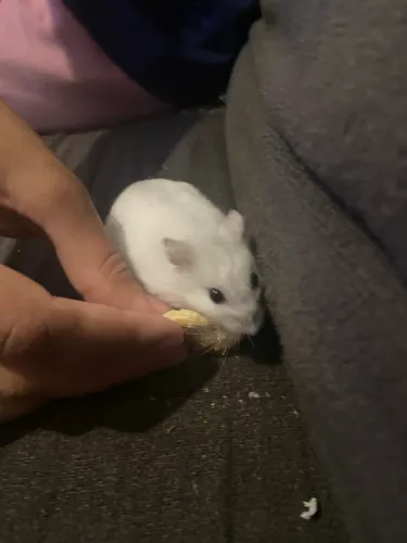 Hamister 