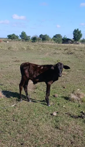 Vendo bezerro