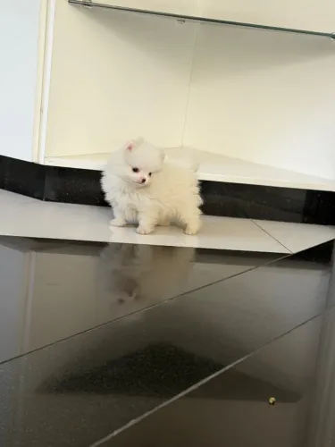 Lulu da Pomerania Branco Macho Pequenino